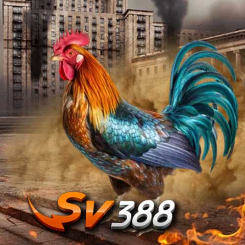 sabung ayam online